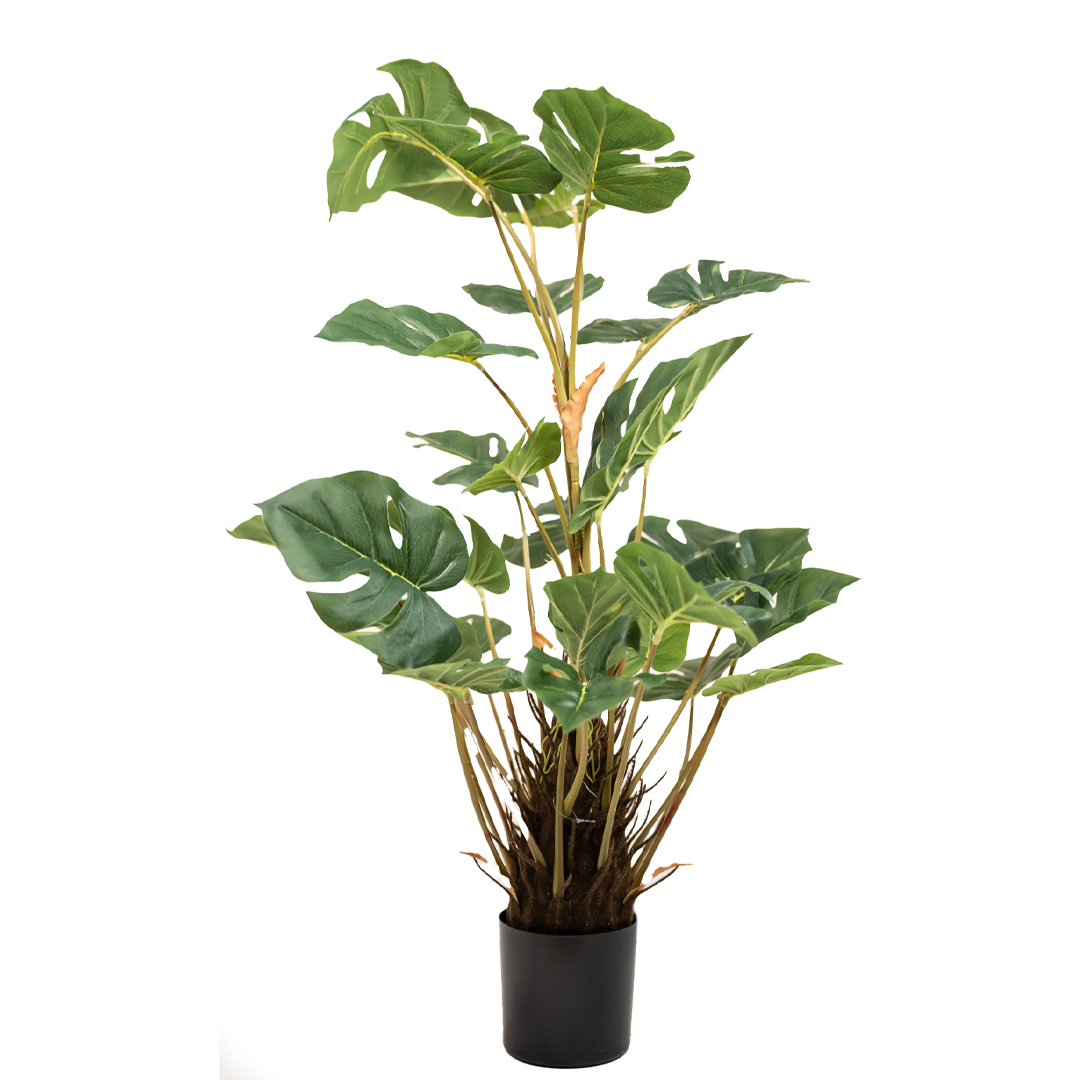 Monstera 97cm