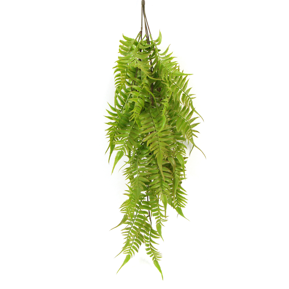Hanging Fern