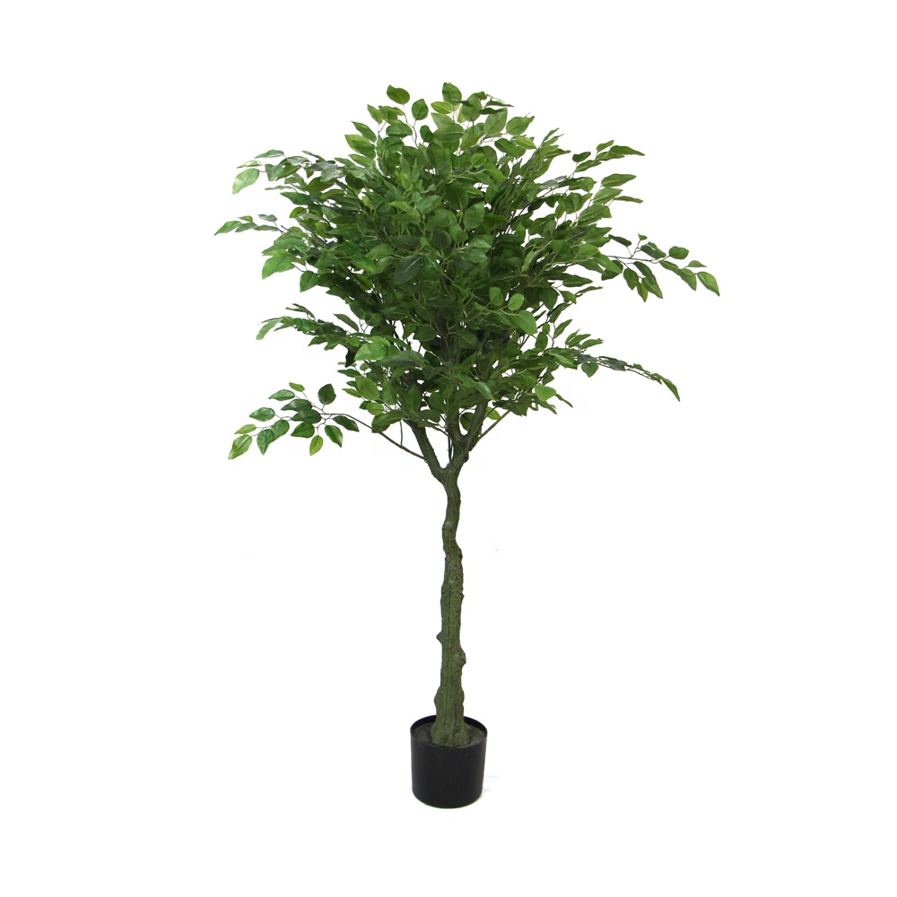 Ficus Benjamina 150cm