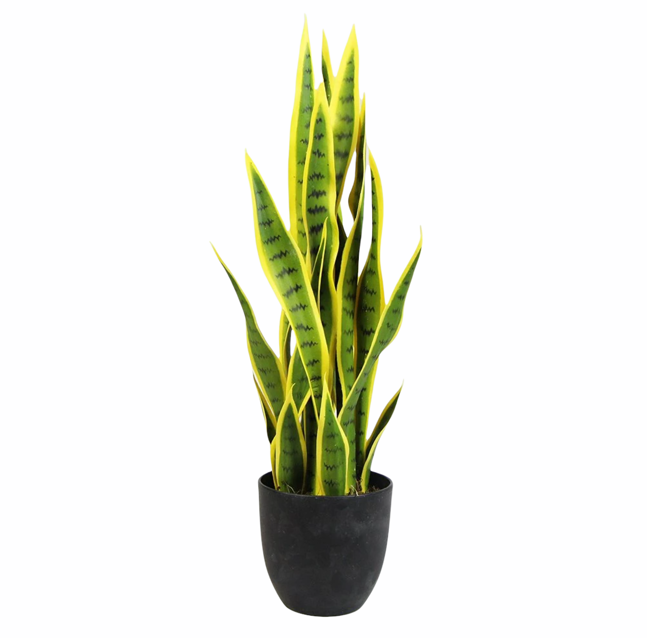 Sansevieria Yellow 89cm
