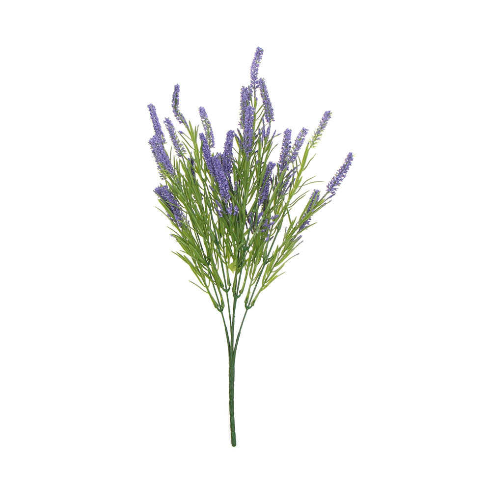 New Lavander