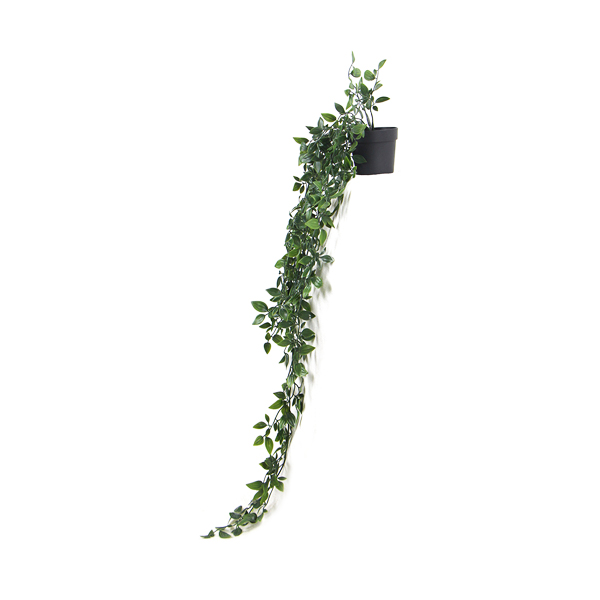 Planta_Nina_Just_green