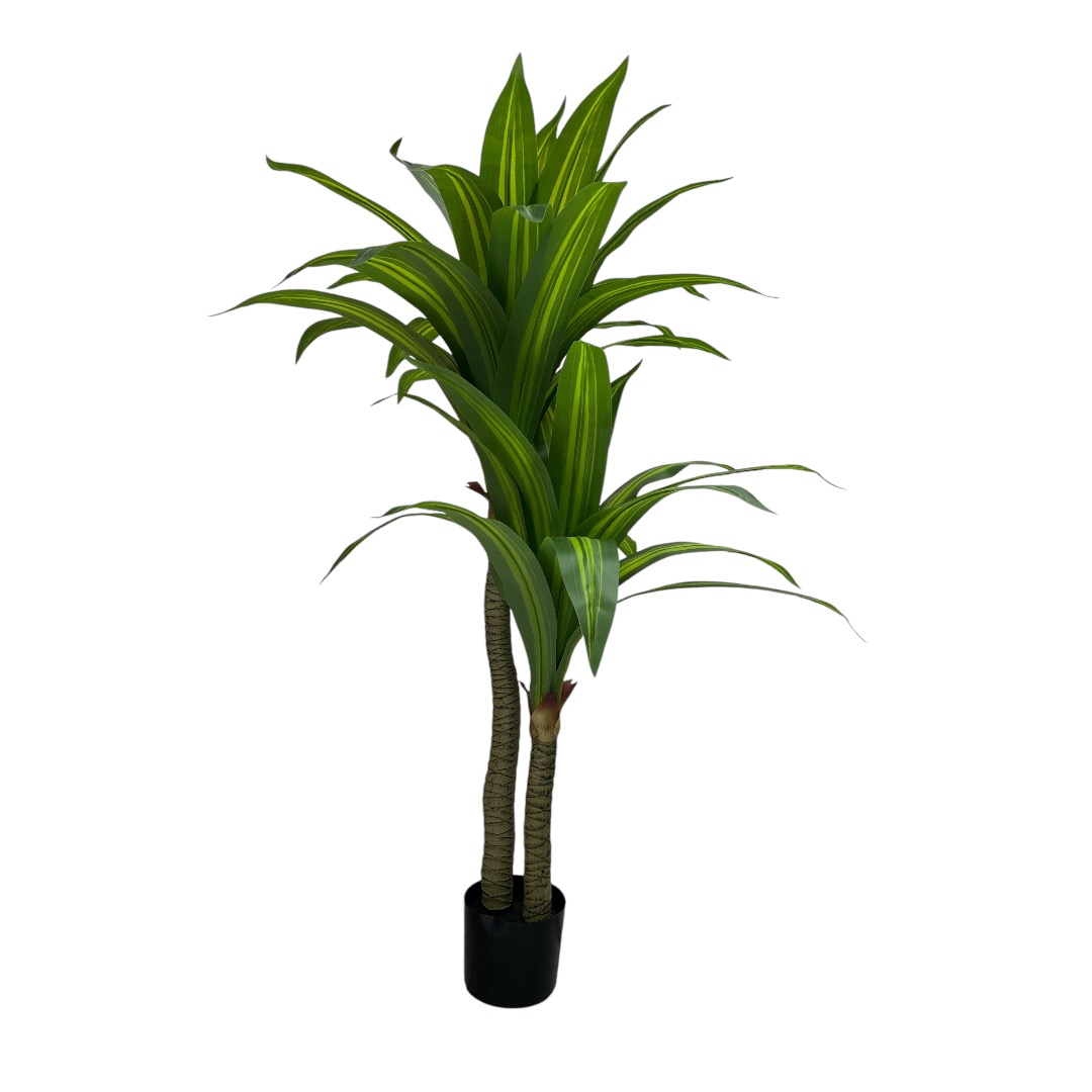Dracaena 130cm