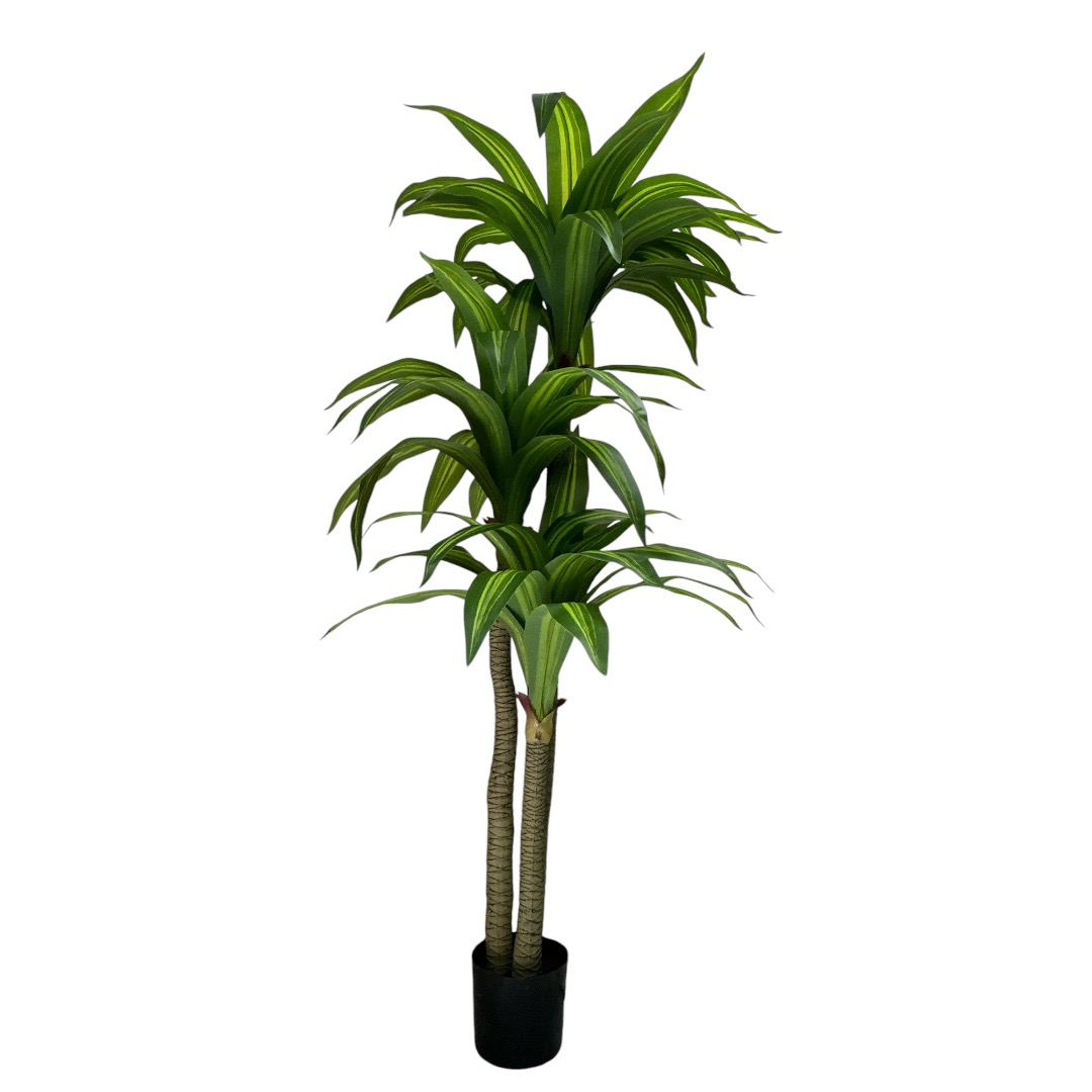 Dracaena 180cm