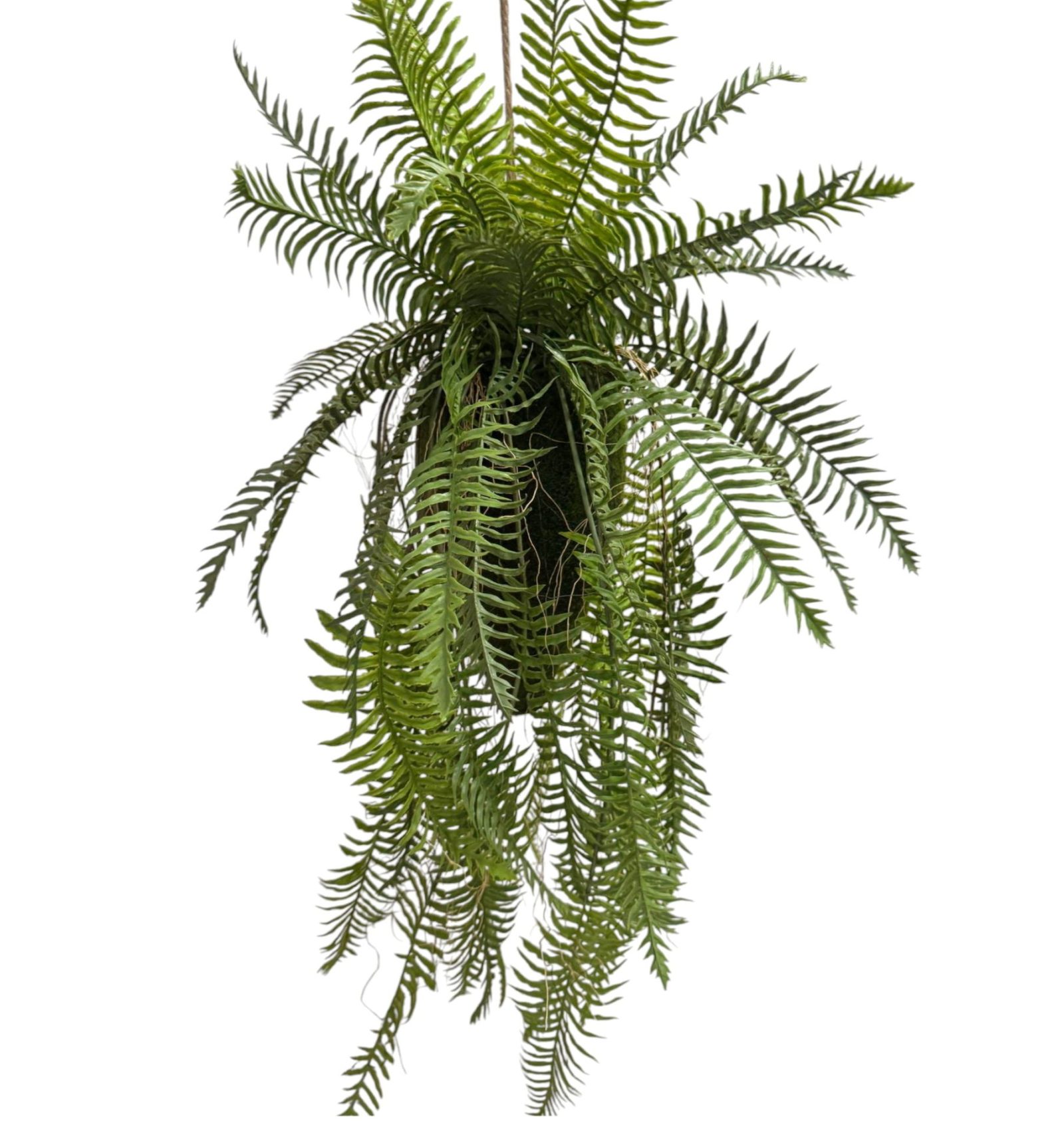 Kokedama Cono Helecho