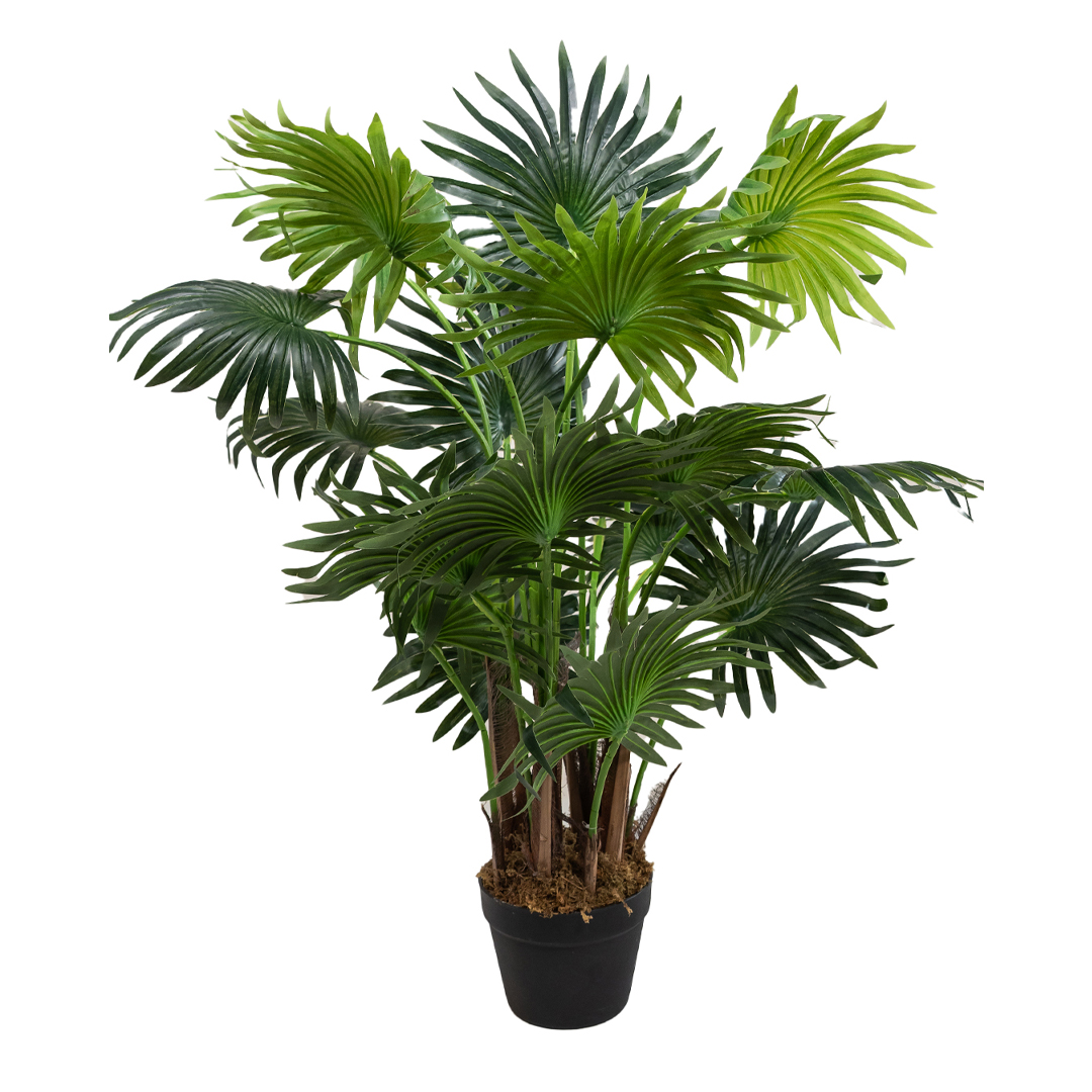 Palma Abanico 100cm