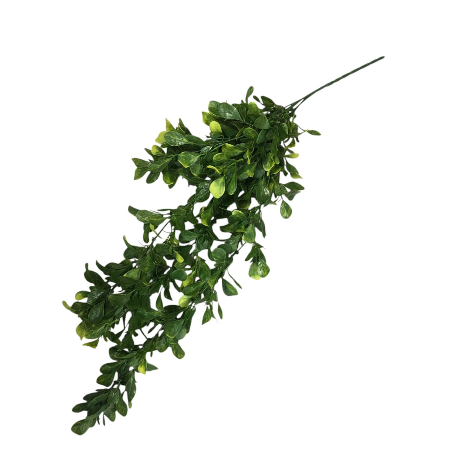 Stella Dark Green